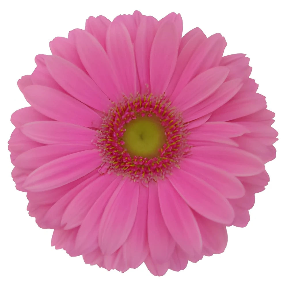 Pink Gerberas - alternative 2