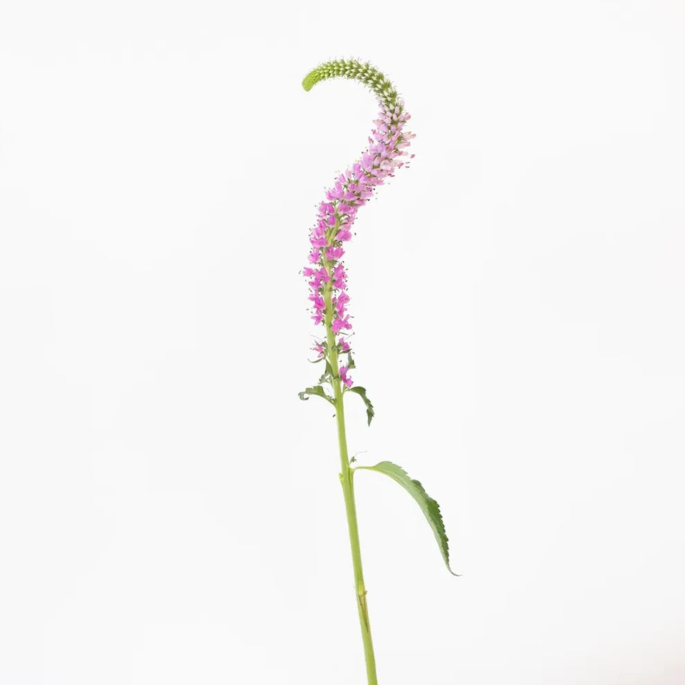 Pink Light Veronica - alternative 1