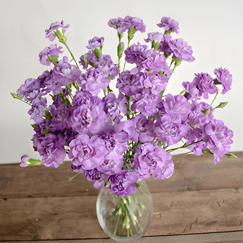 Moonberry Carnations Mini - alternative 3