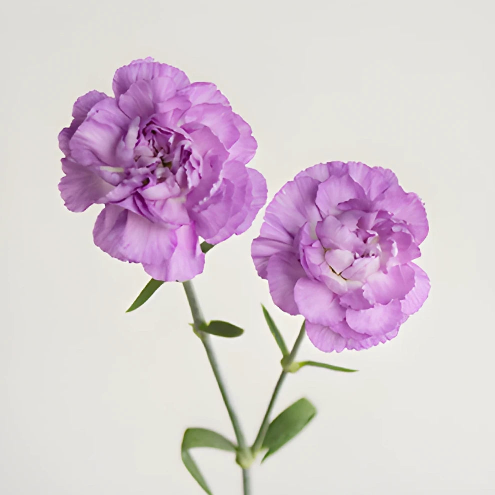 Moonberry Carnations Mini - alternative 2
