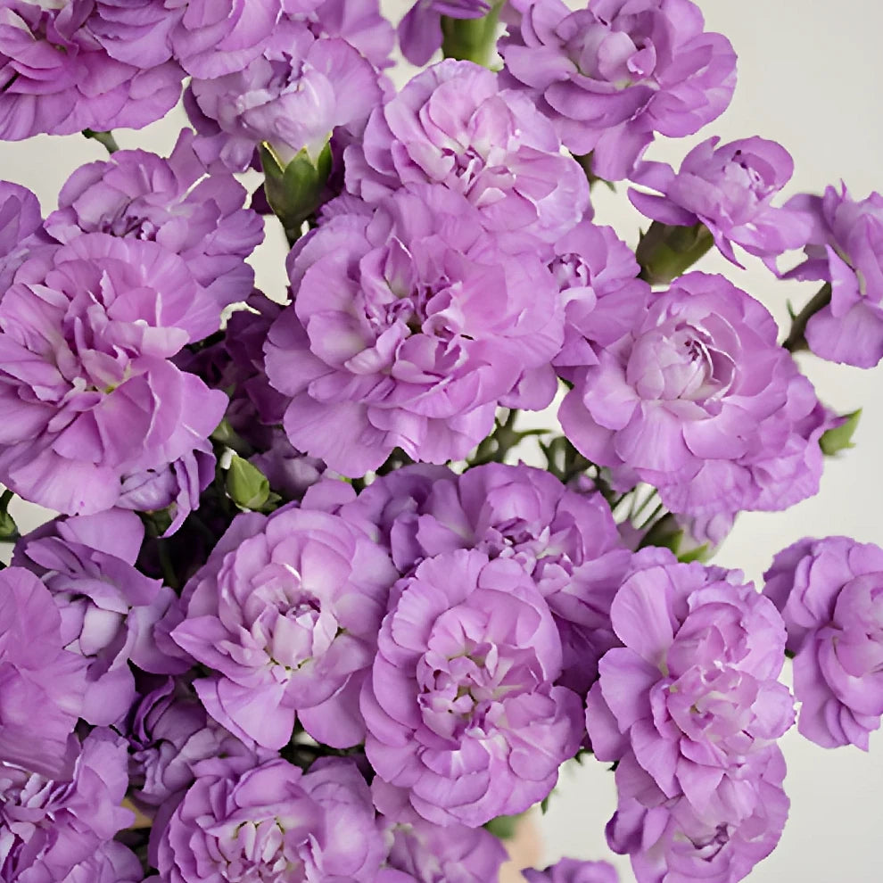 Moonberry Carnations Mini - main
