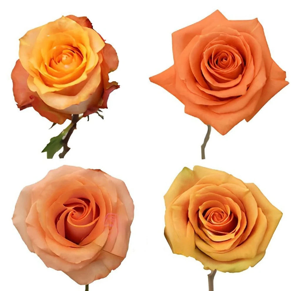 Milva Roses Standard - main