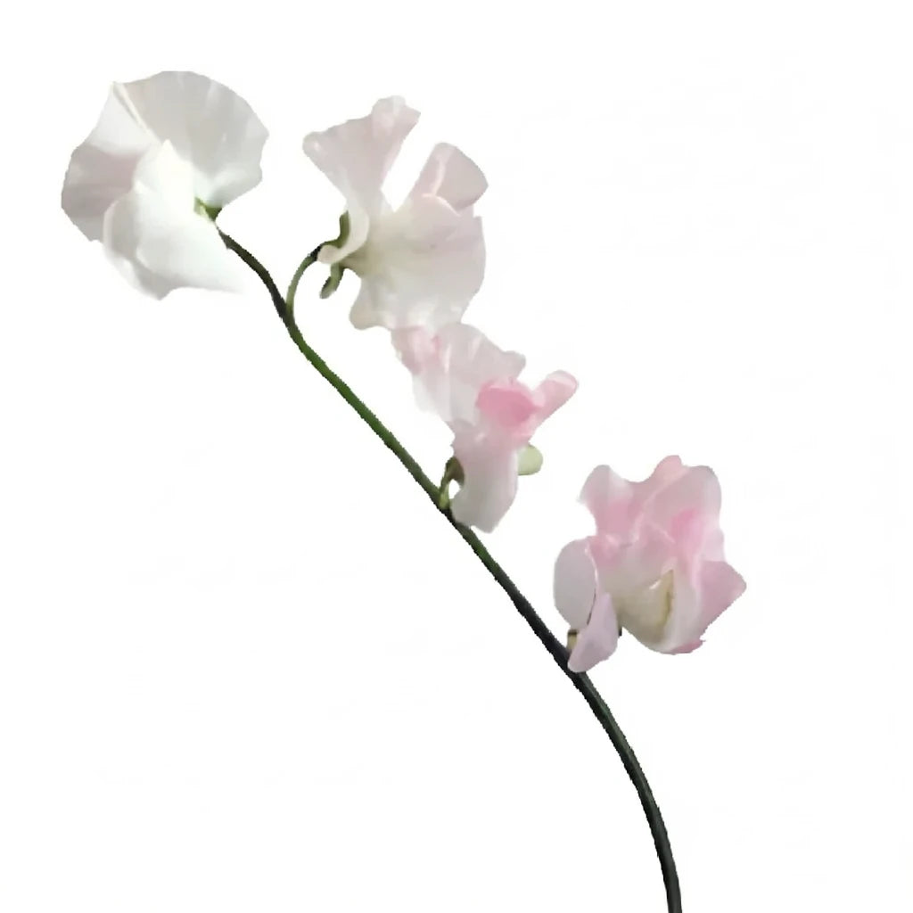 Pink Light Sweet Peas - main