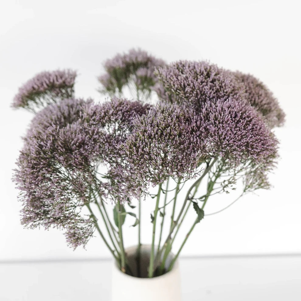 Lavender Trachellium - alternative 2
