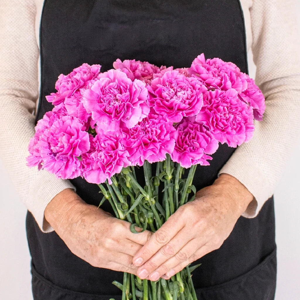 Farida Carnations - alternative 3