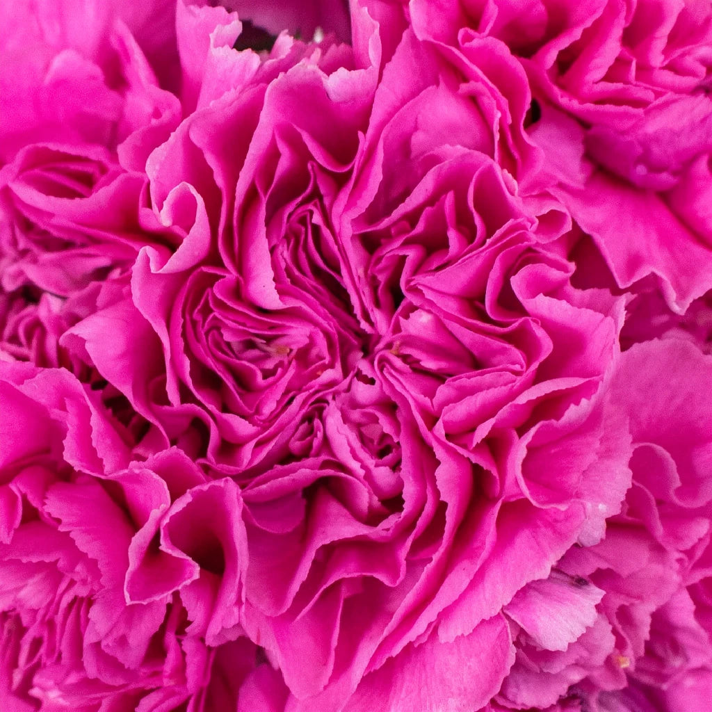 Farida Carnations - main