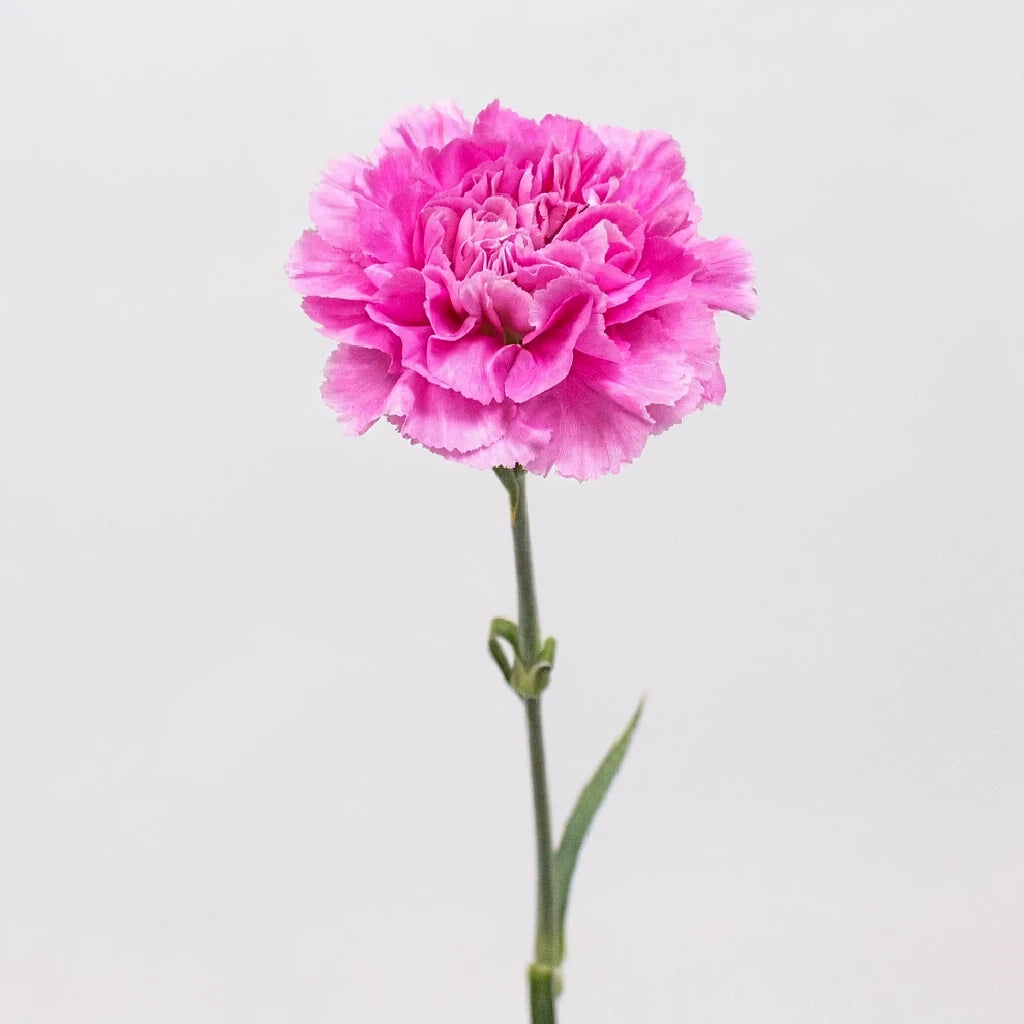 Farida Carnations - alternative 1