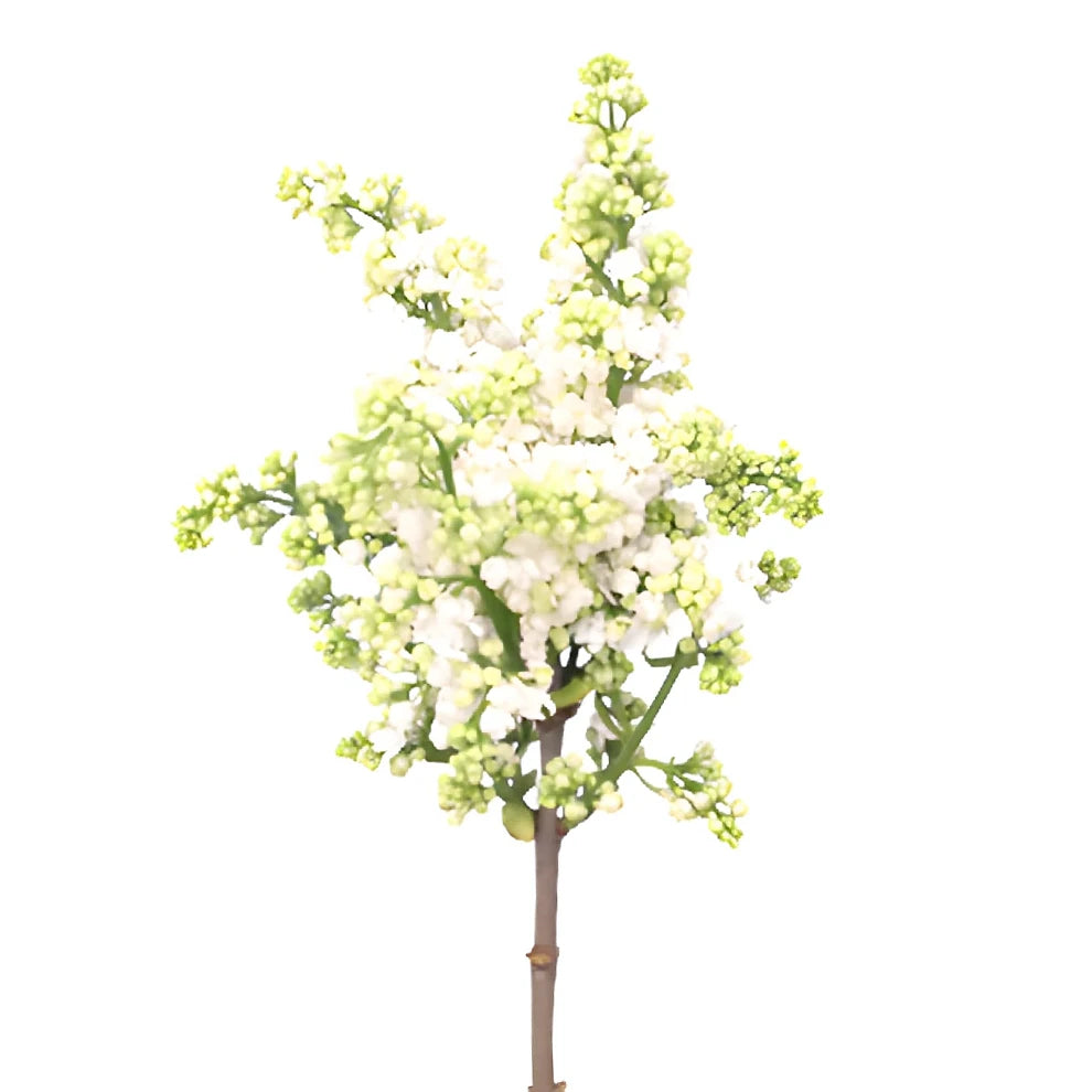 White Lilac - alternative 5
