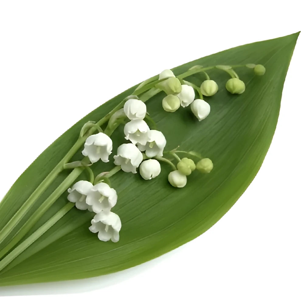 White Lily of the Valley - alternative 1