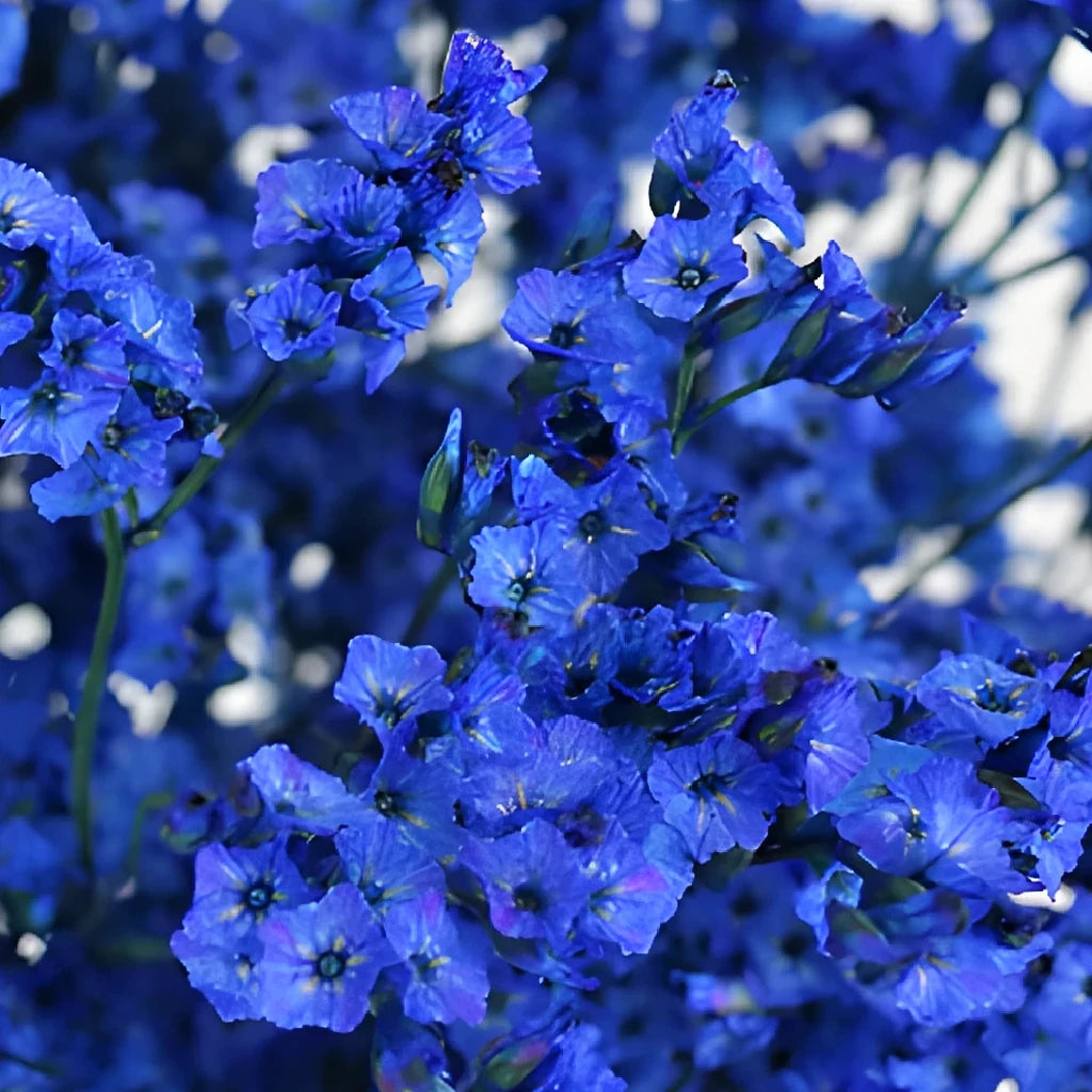 Tinted Limonium - Blue - main