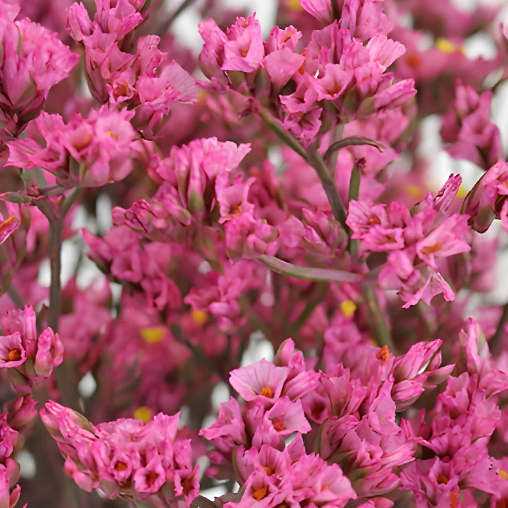 Pink Tinted Limonium - Pink - main