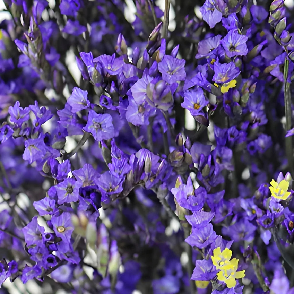 Tinted Limonium - Purple - alternative 2