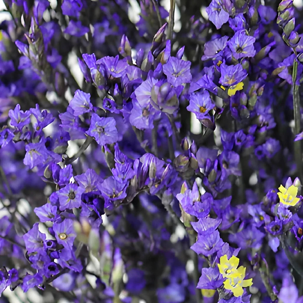 Tinted Limonium - Burgundy - main