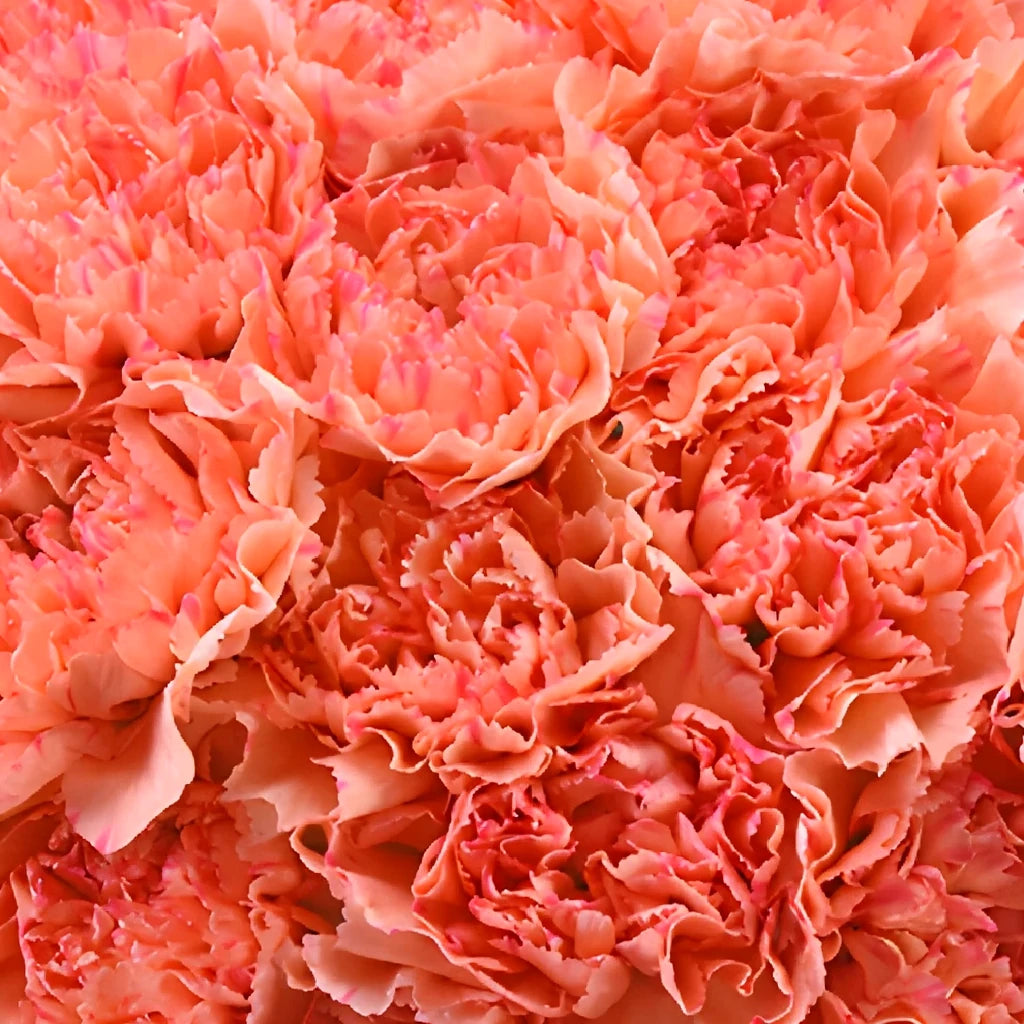 Lion King Carnations - alternative 3