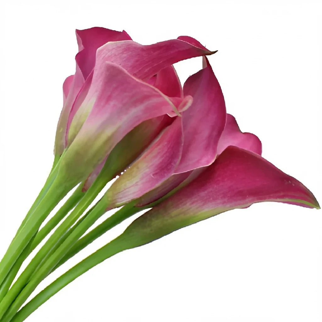 Fantasia Calla Lily Mini - alternative 3