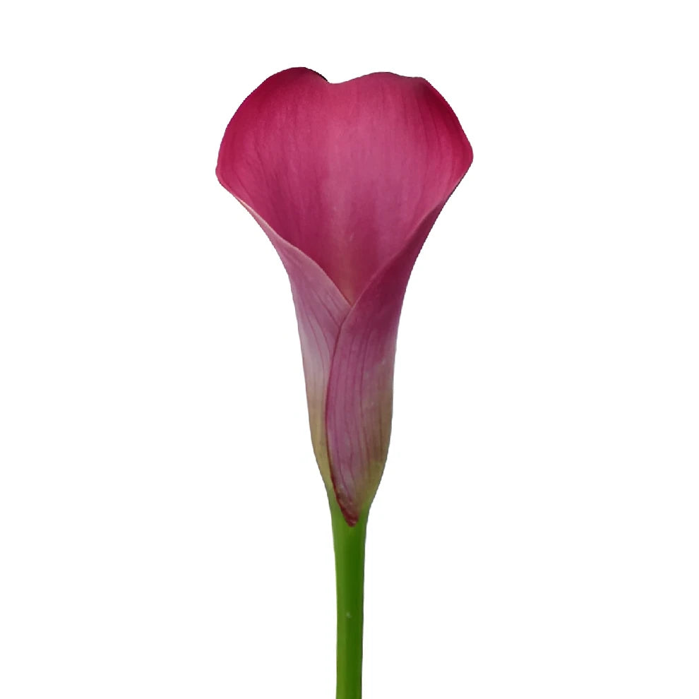 Fantasia Calla Lily Mini - main