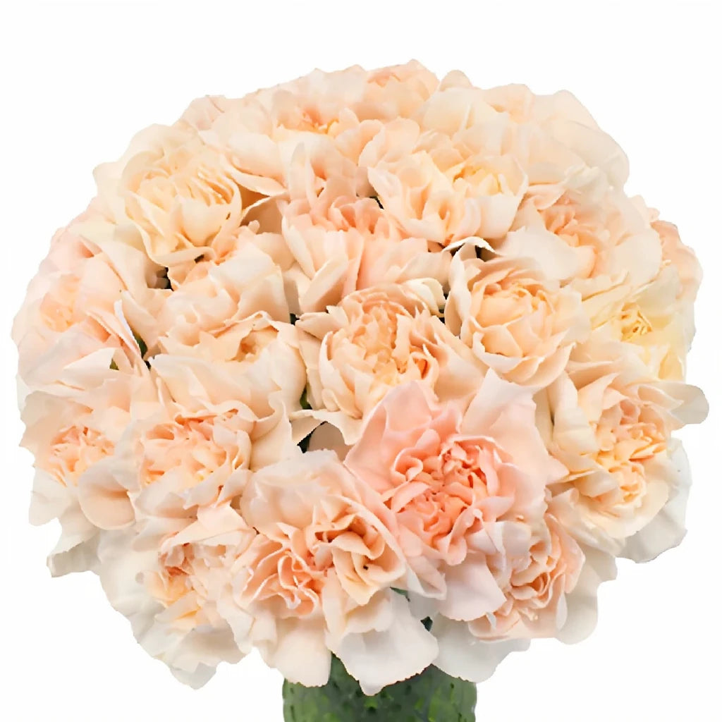 Lizzy Carnations - main