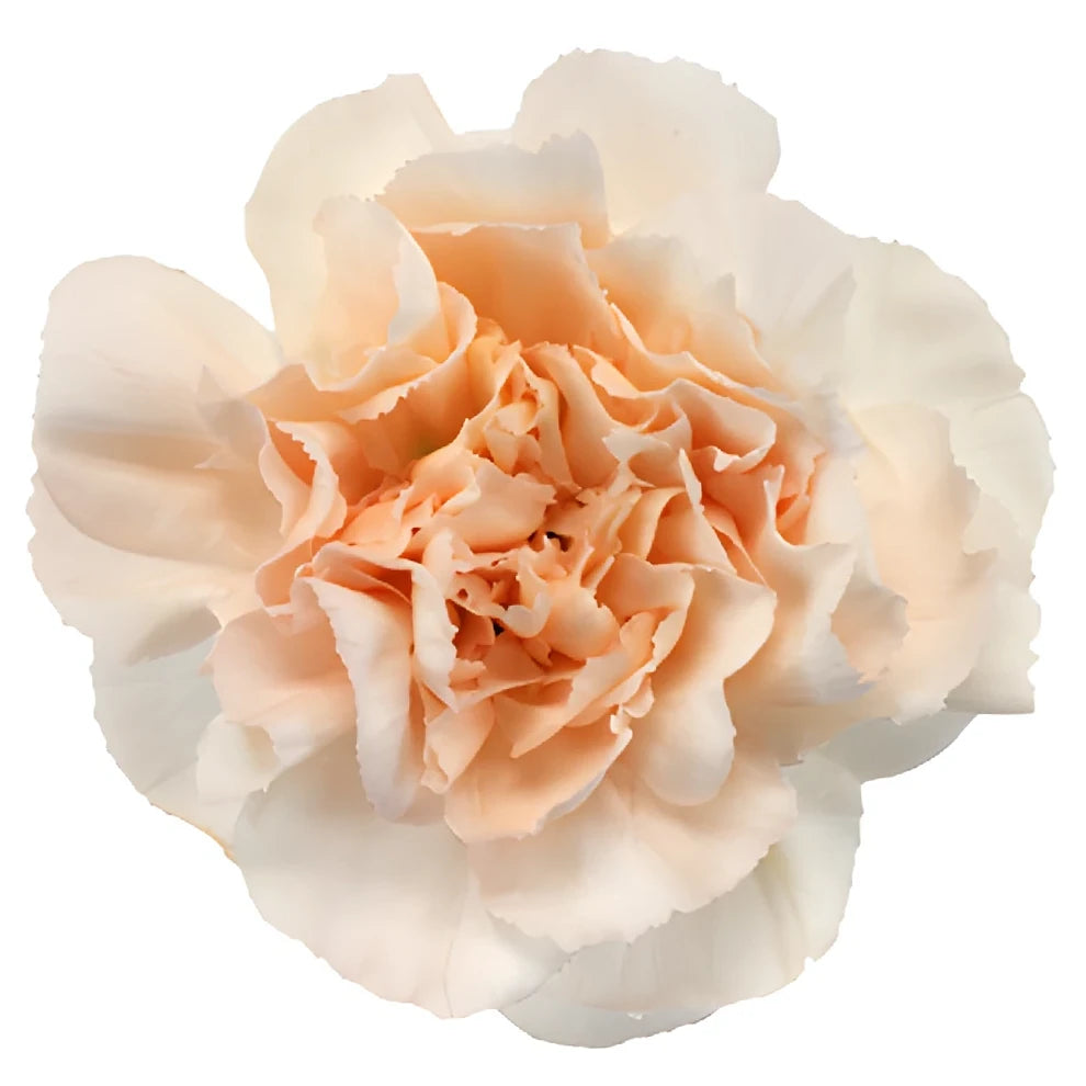 Lizzy Carnations - alternative 2