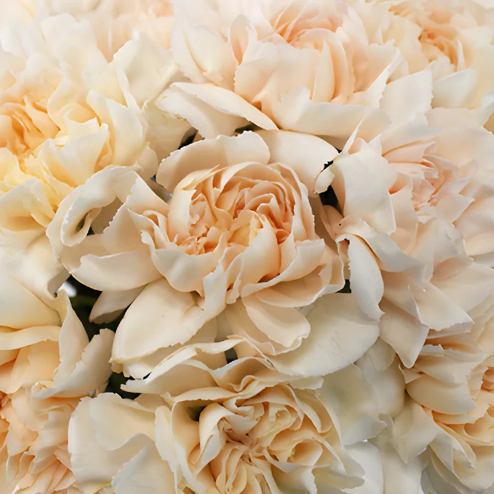 Lizzy Carnations - alternative 1