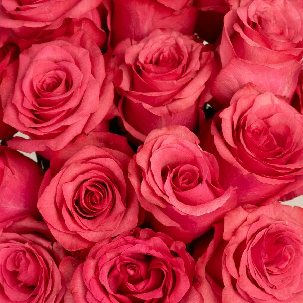 Lola Roses Standard - main