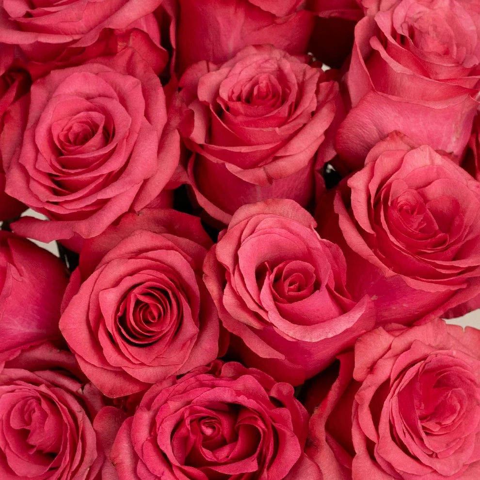 Hot Pink Lola Roses Standard - alternative 1