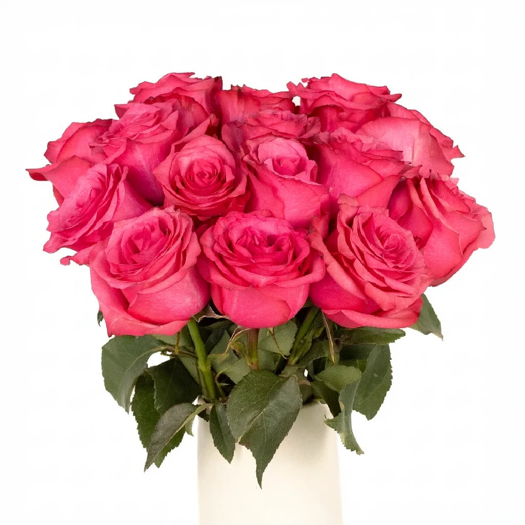 Lola Roses Standard - alternative 1