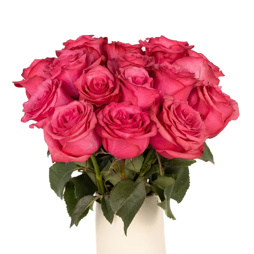 Hot Pink Lola Roses Standard - main