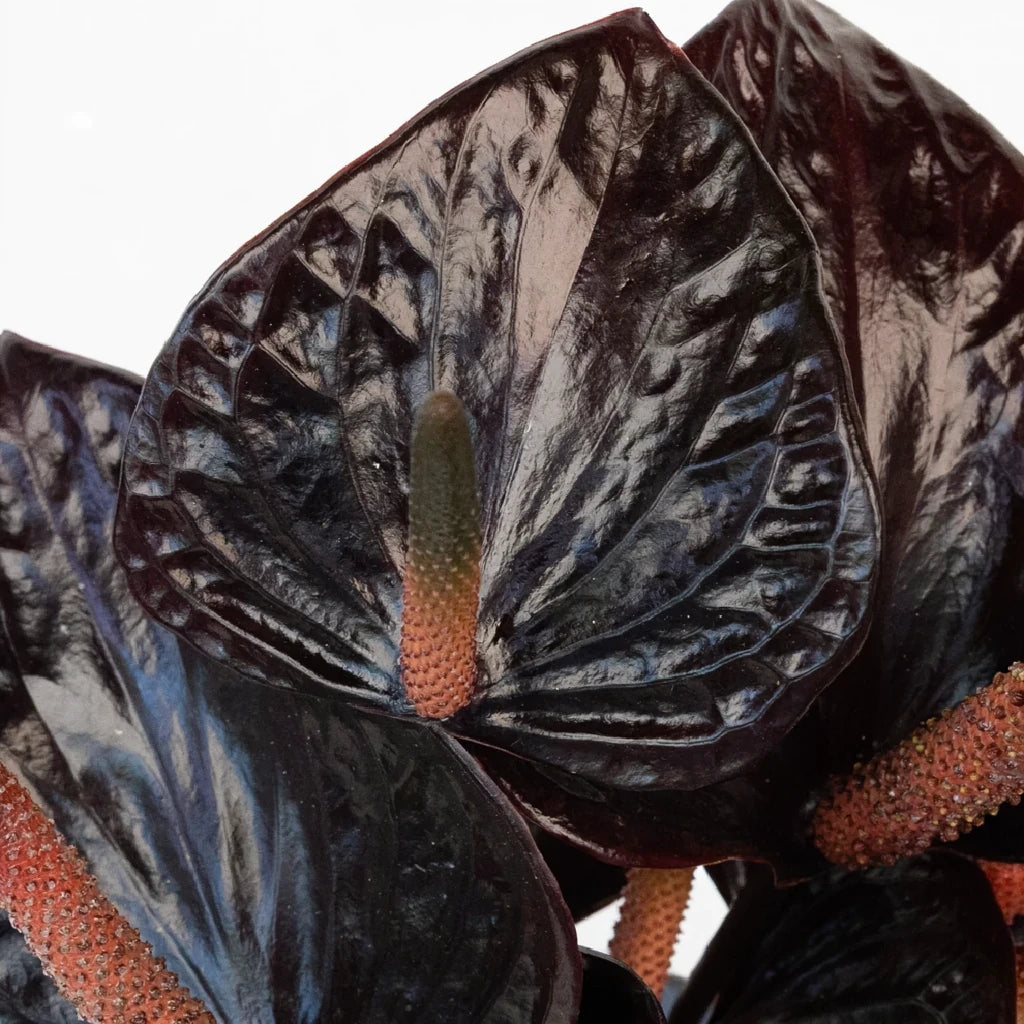 Anthurium Black Tropicals - main