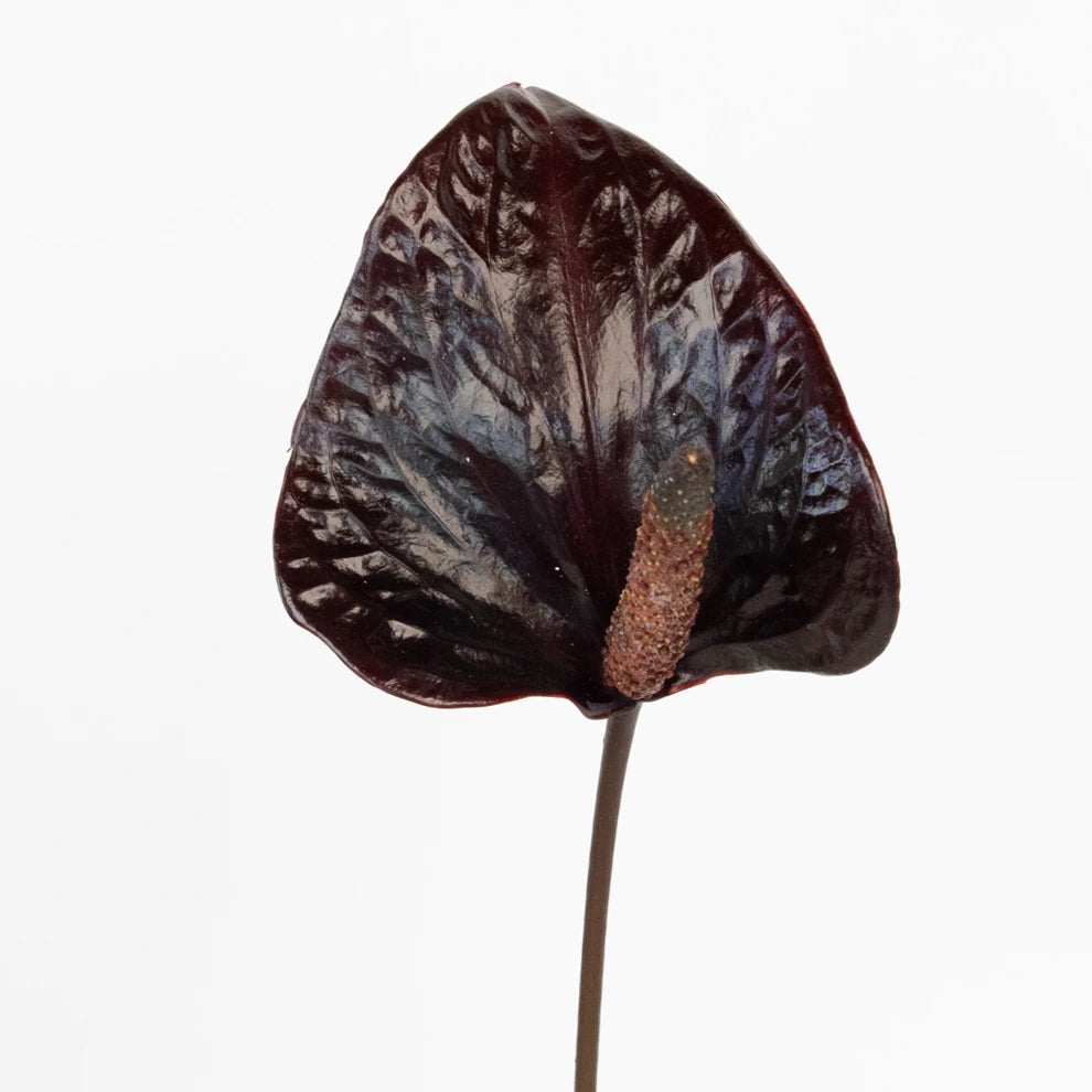 Anthurium Black Tropicals - alternative 2