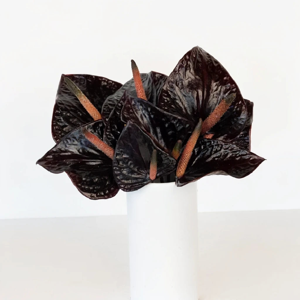 Anthurium Black Tropicals - alternative 1