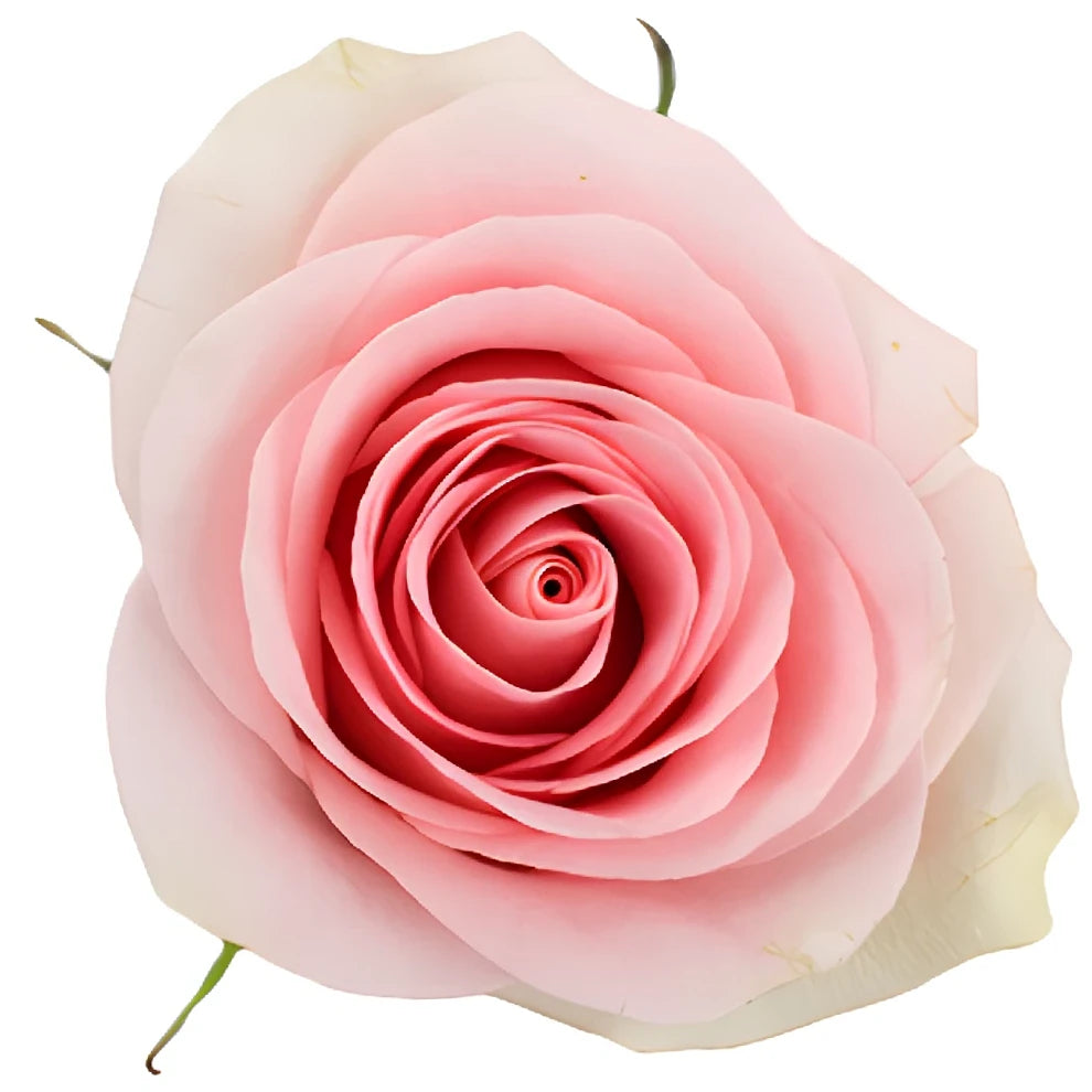 Luciana Roses Standard - main