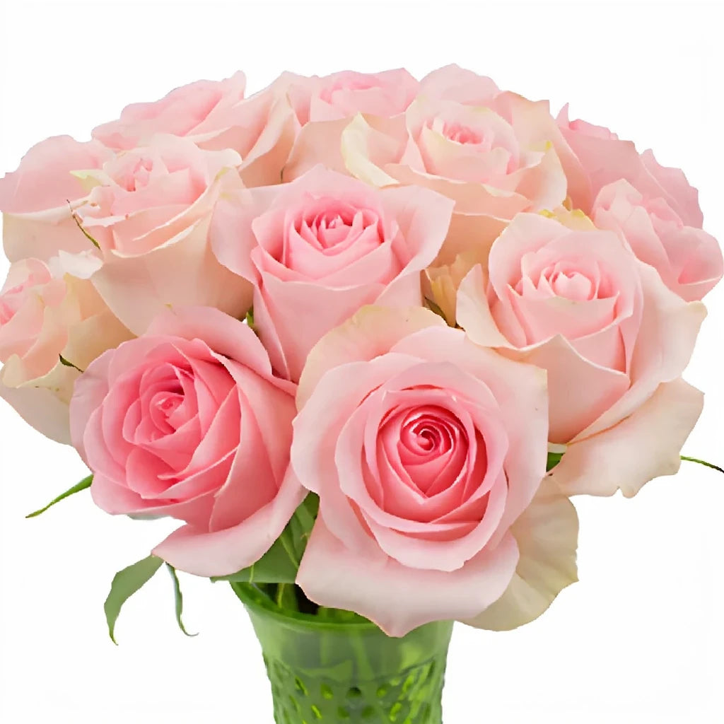 Luciana Roses Standard - alternative 1