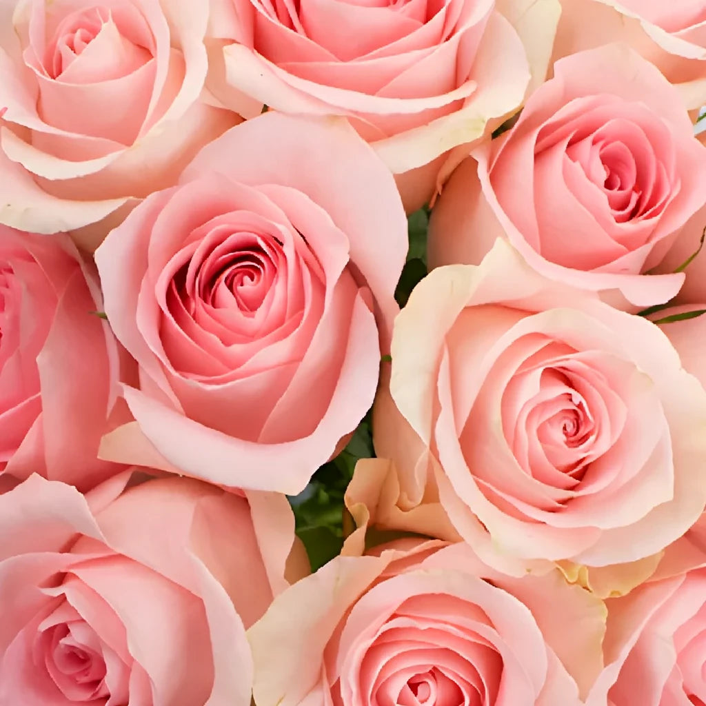 Luciana Roses Standard - alternative 2