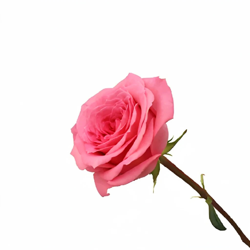 Martina Pink Roses Standard - main