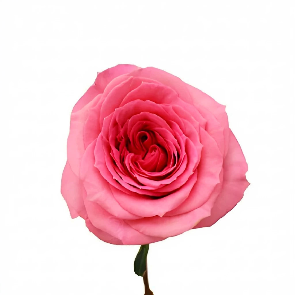 Martina Pink Roses Standard - alternative 1