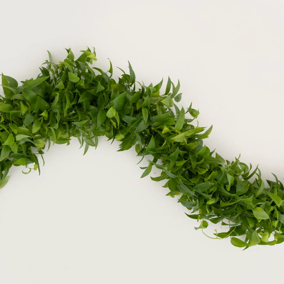 Smilax Garland - alternative 3