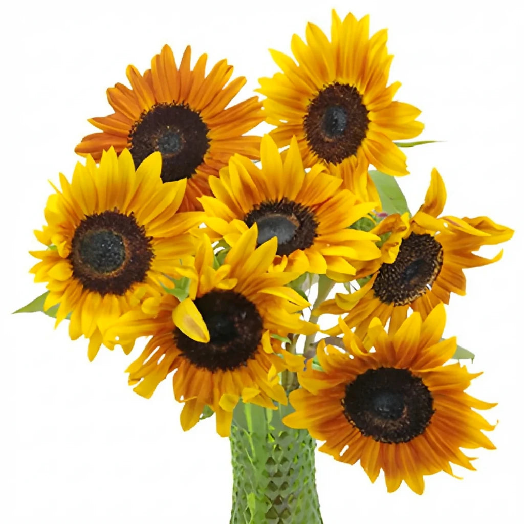 Ring of Fire Sunflowers - alternative 3