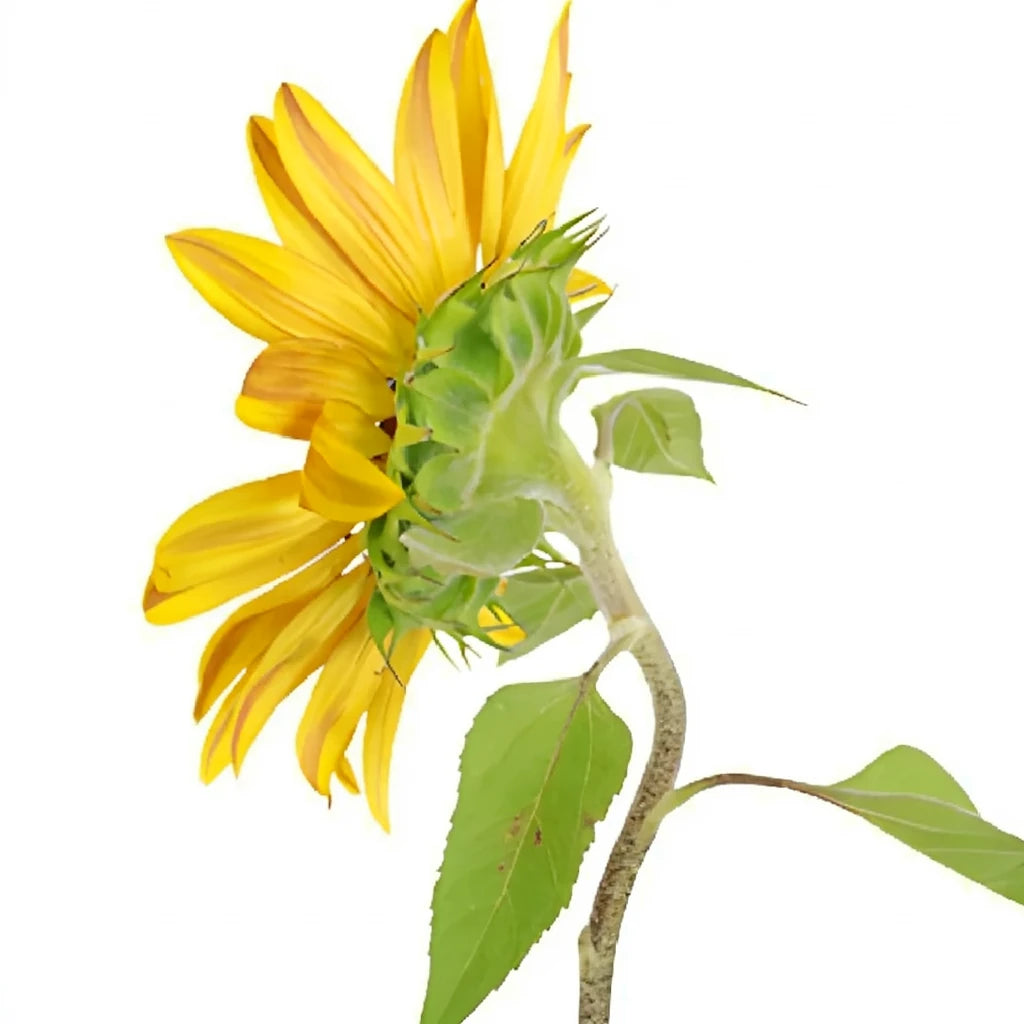Mahogany Sunflowers - alternative 1