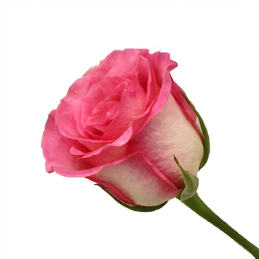 Malibu Roses Standard - main