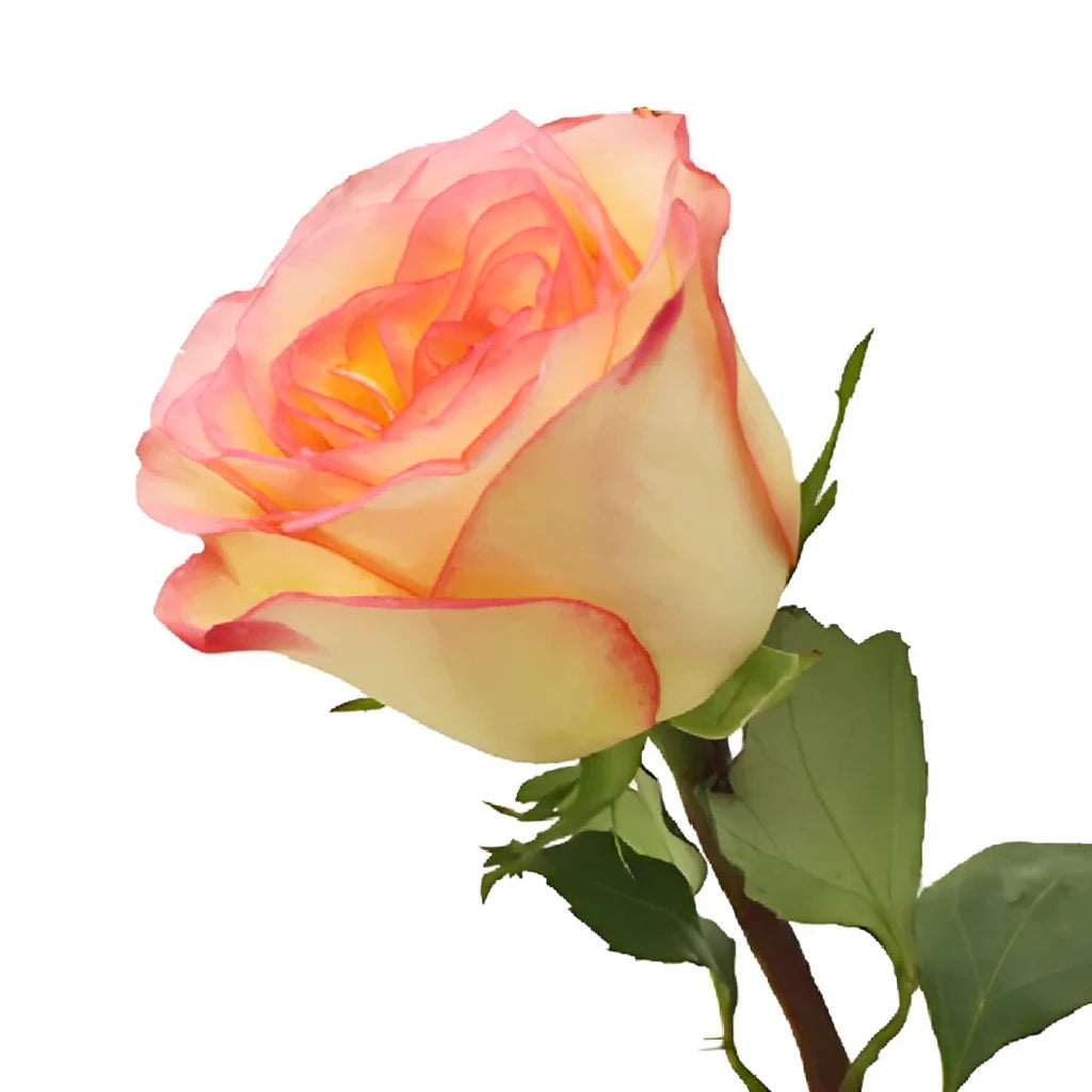 Malu Roses Standard - alternative 2