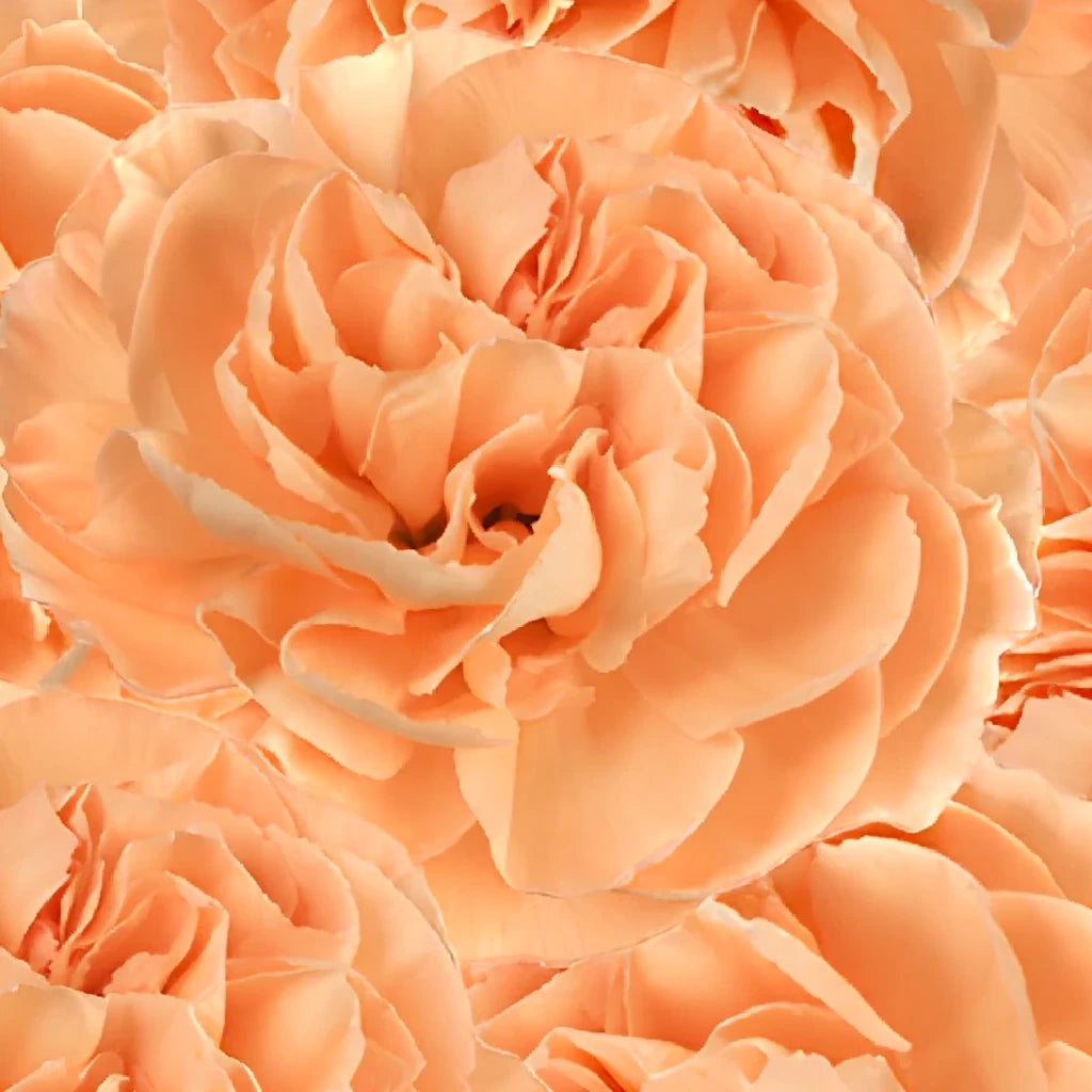Peach Carnations - alternative 2