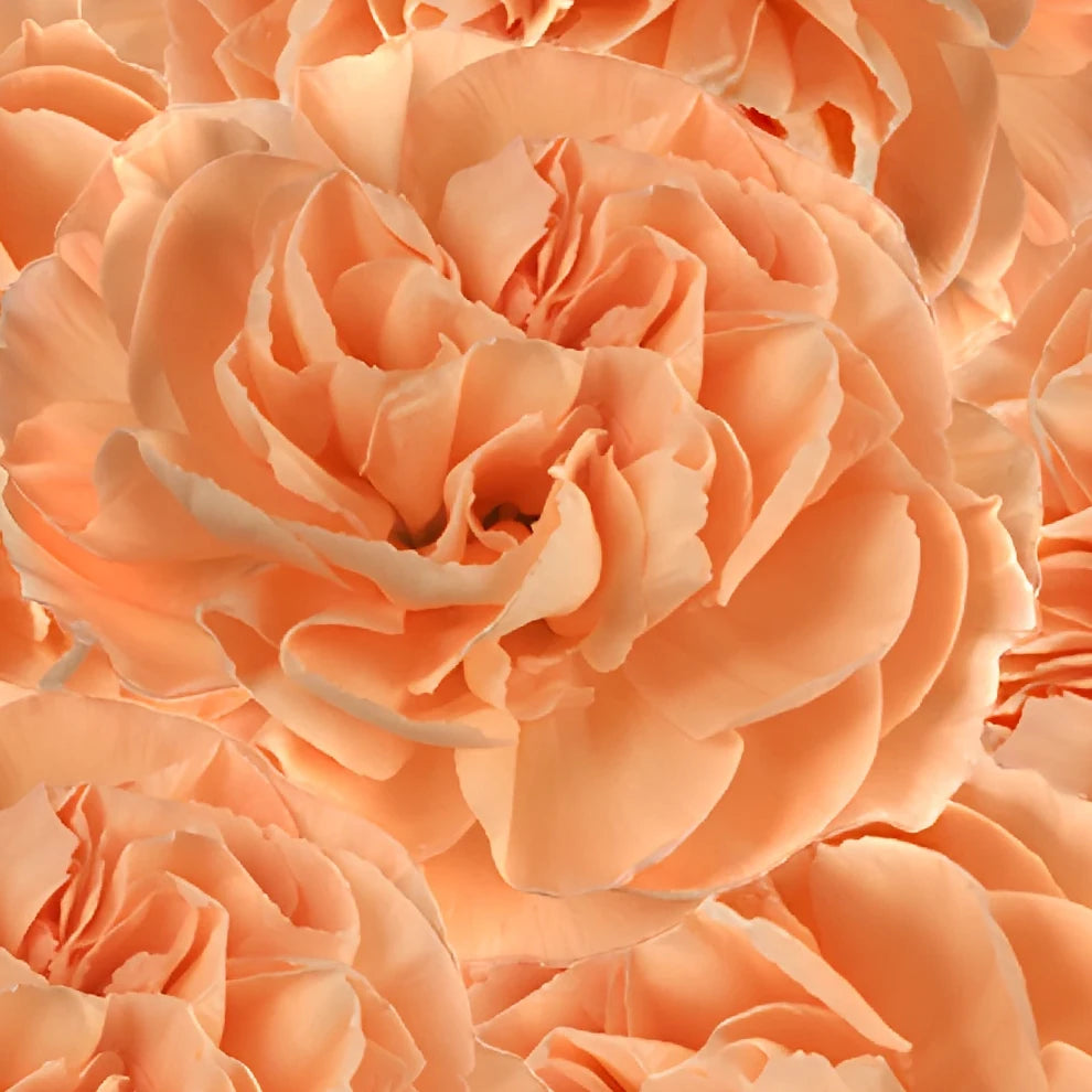 Orange Minami Carnations - main