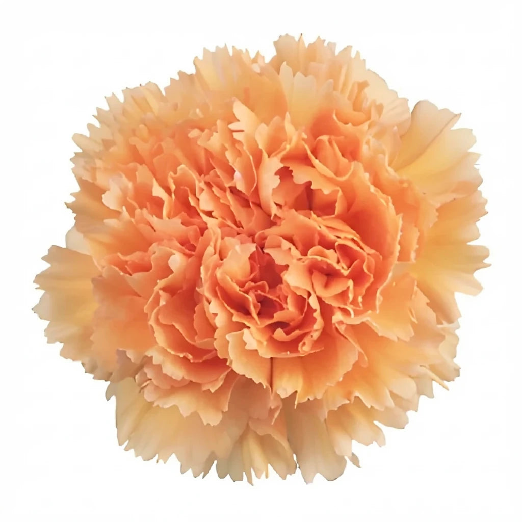 Peach Mambo Carnations - main