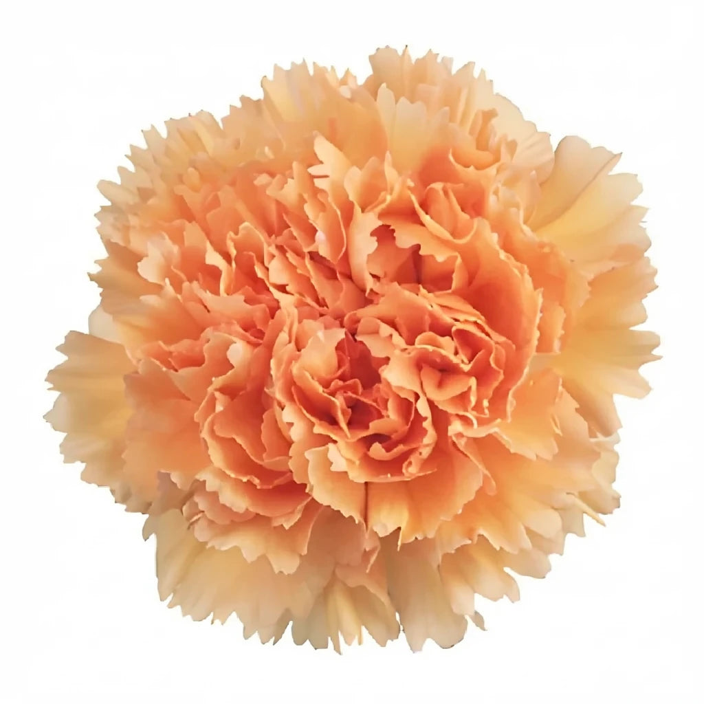 Peach Carnations Mini - alternative 2