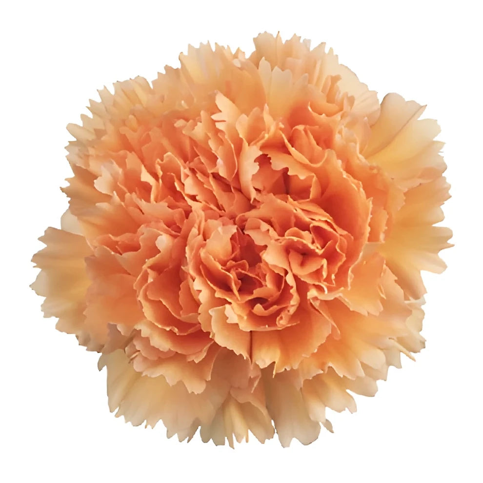 Orange Minami Carnations - alternative 2