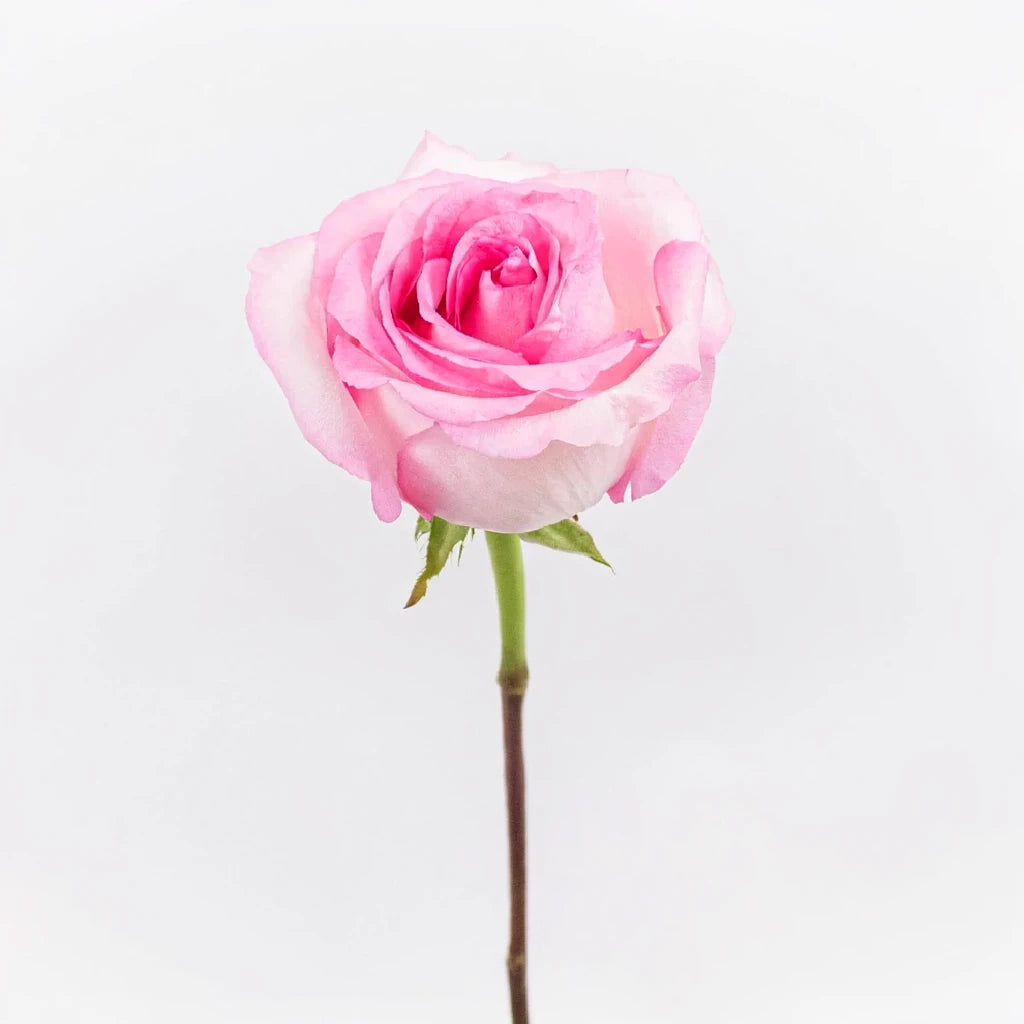 Mandala Roses Standard - main