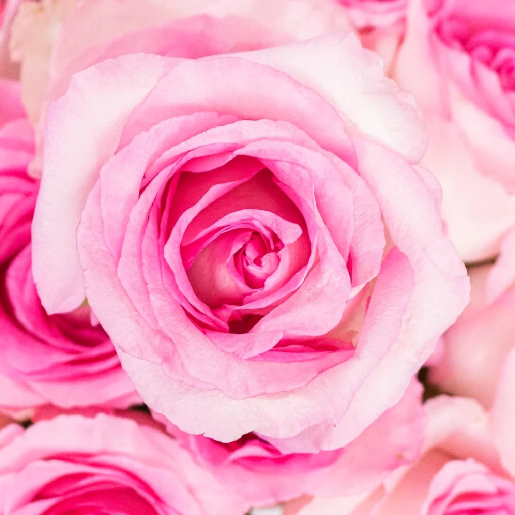 Mandala Roses Standard - alternative 3