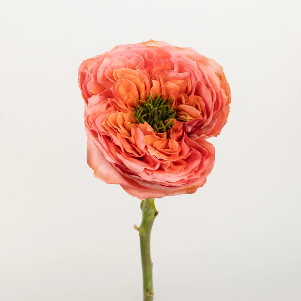 Mandarin Roses Garden - main