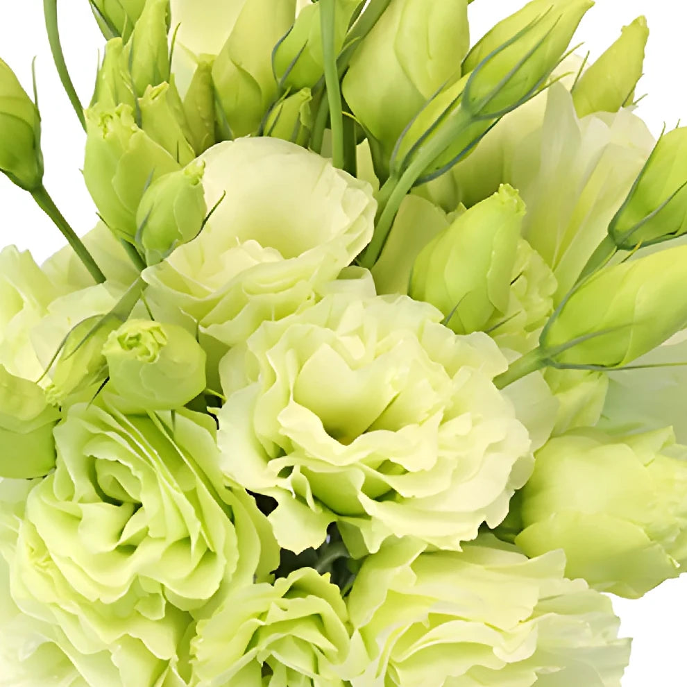 Green Lisianthus - alternative 2