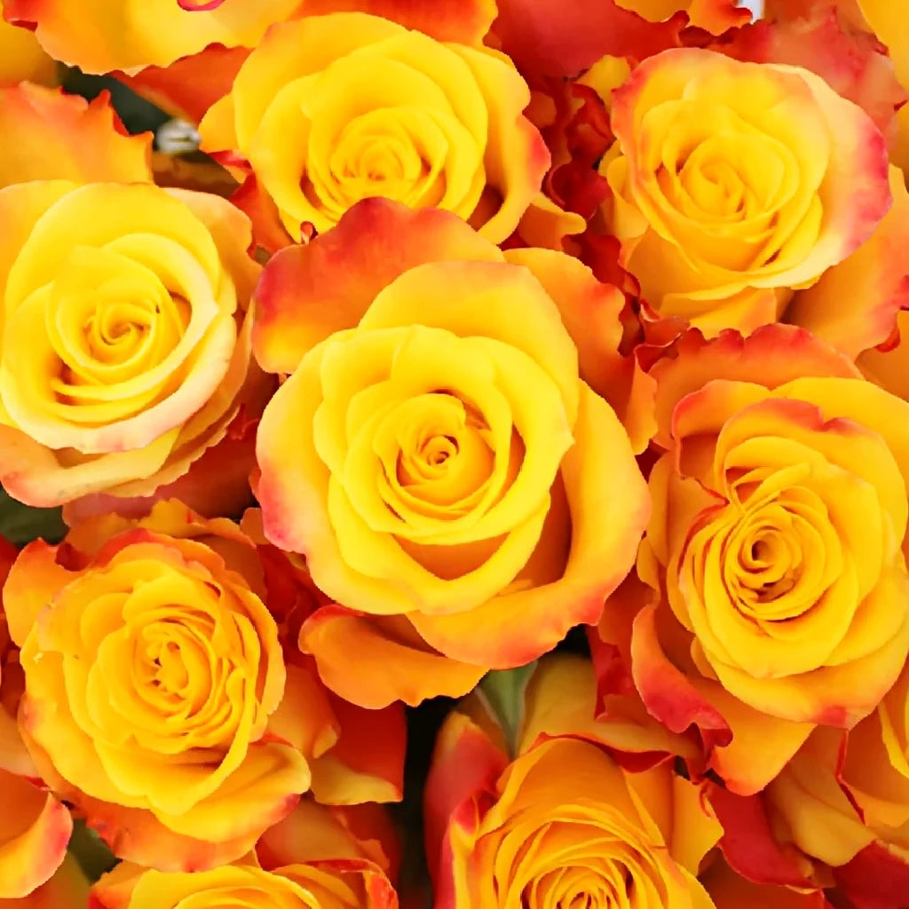 Marie Claire Roses Standard - alternative 2